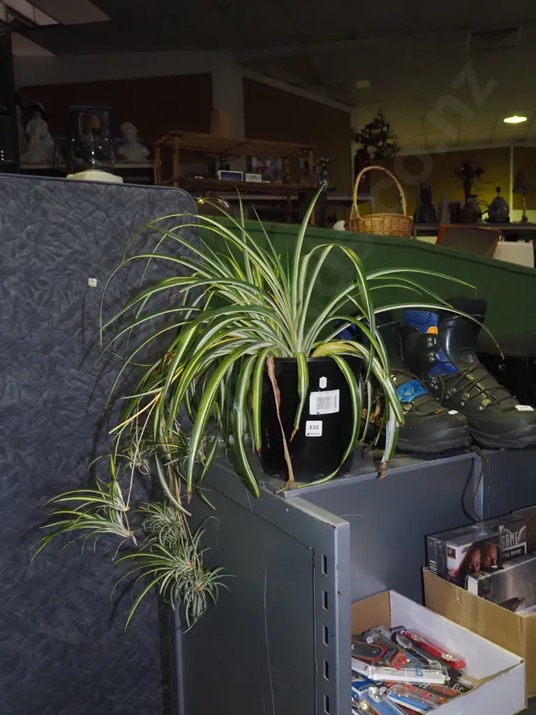 potted spider plant Image 1++