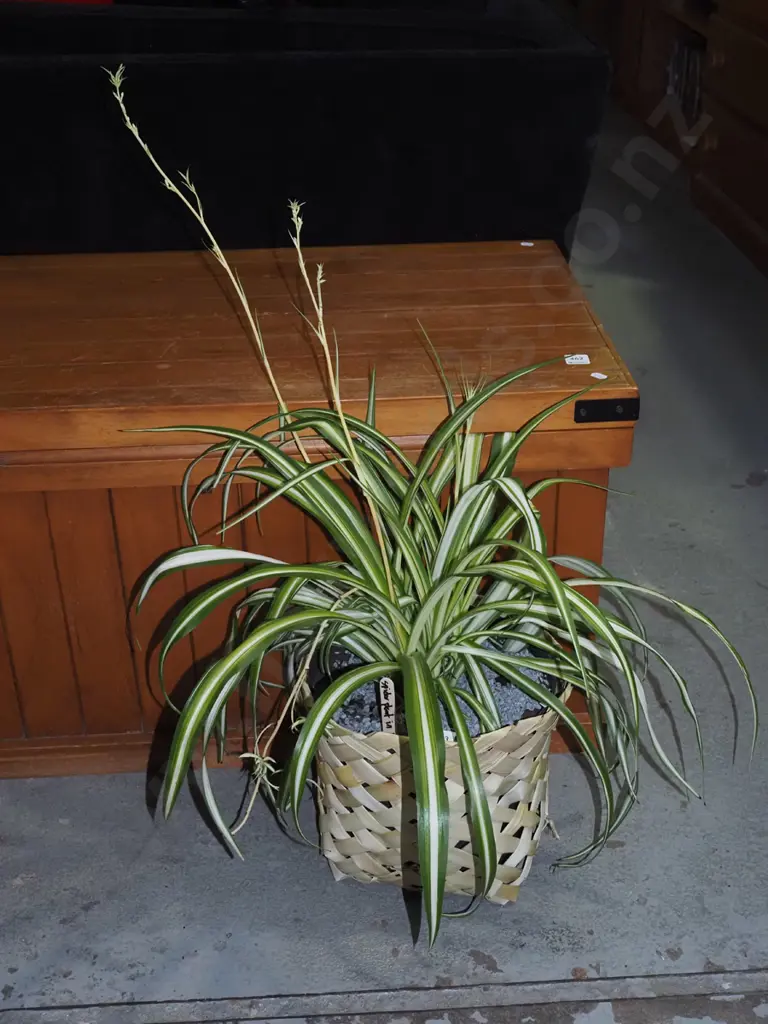 potted spider plant in kete Image 1++