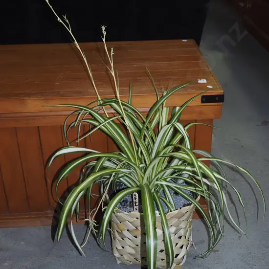 potted spider plant in kete
