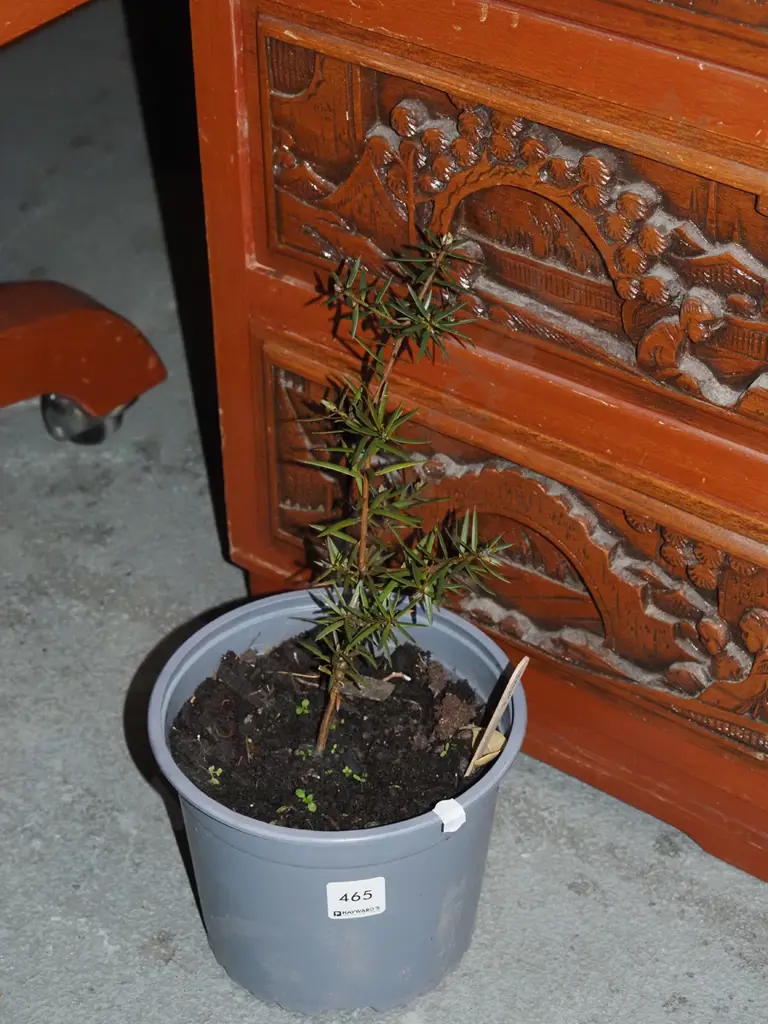 small potted totara Image 1++
