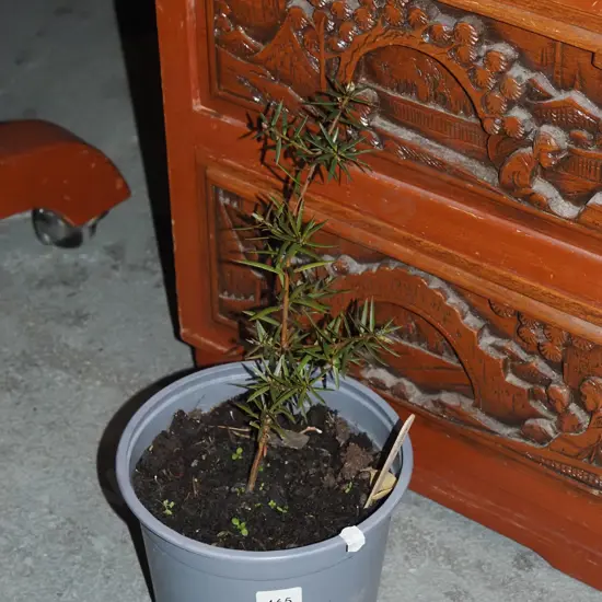 small potted totara