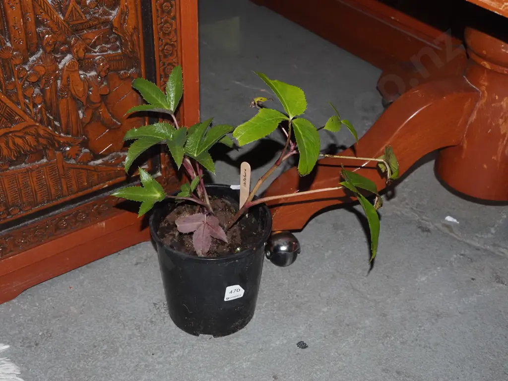 potted hellebore Image 1++