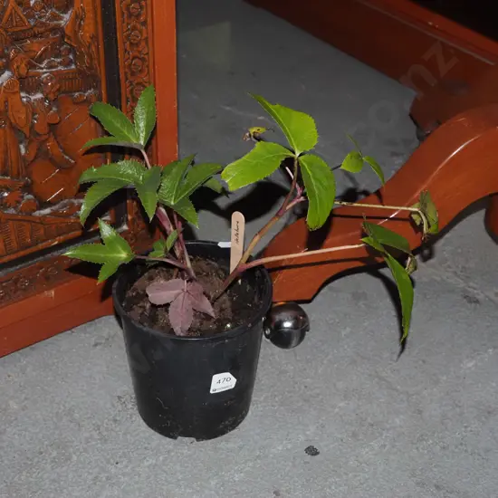 potted hellebore