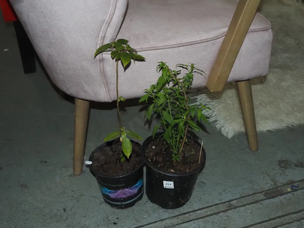 2x potted fuschia Image 1++