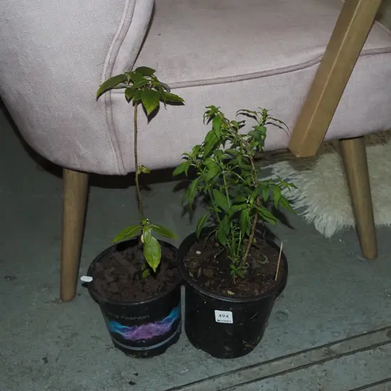 2x potted fuschia