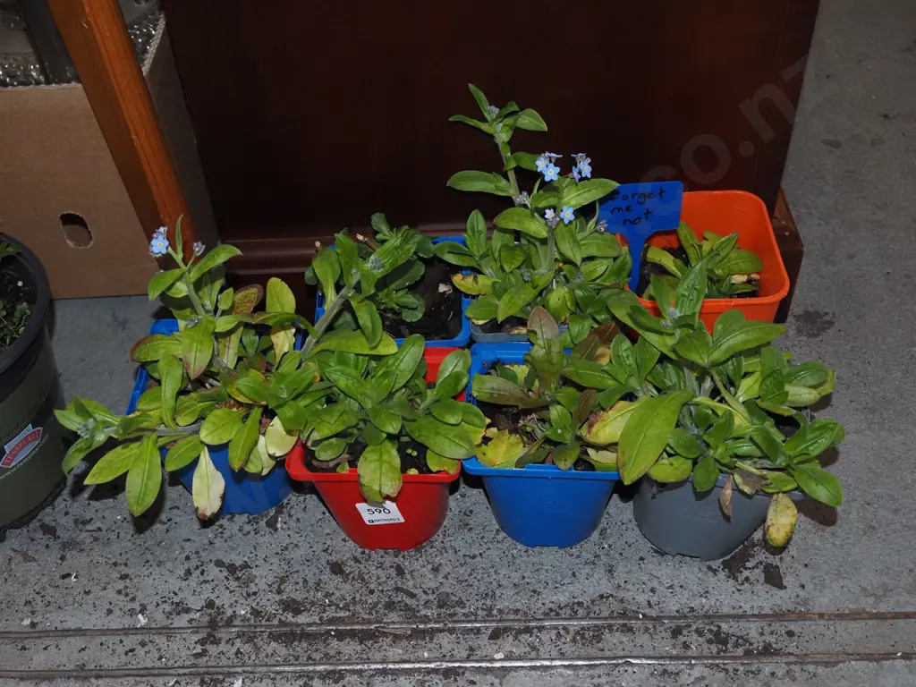 7x potted forget me nots Image 1++