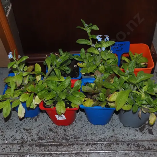 7x potted forget me nots