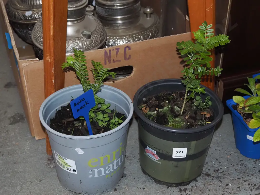 2x potted kaka beaks Image 1++