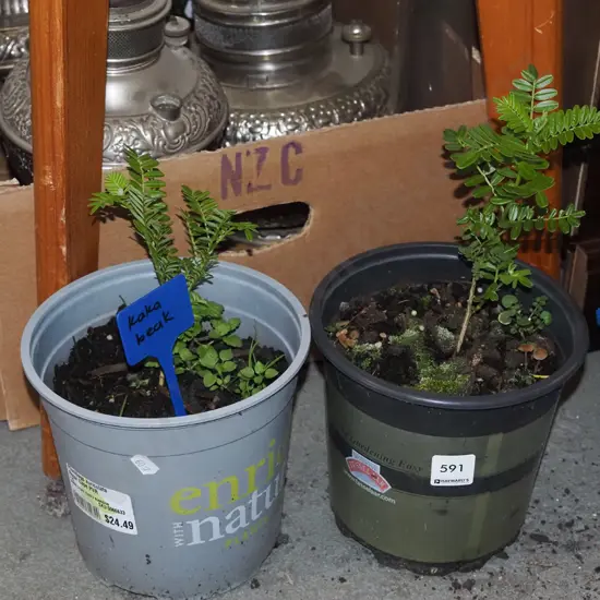 2x potted kaka beaks