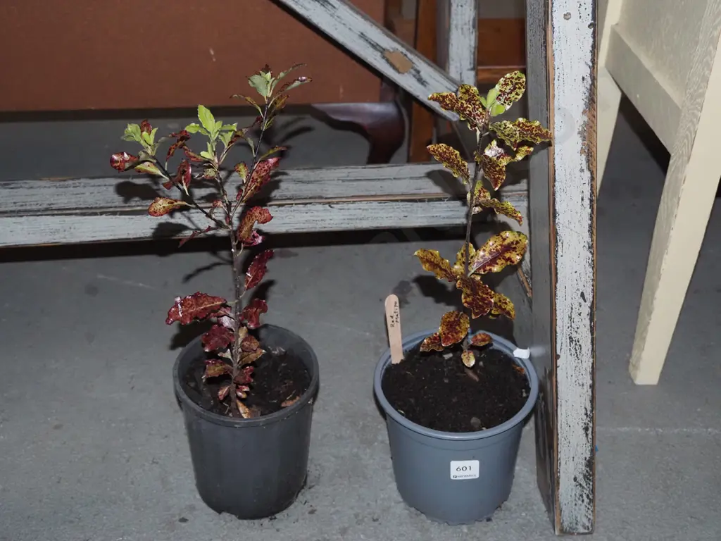 2x potted red matipo Image 1++