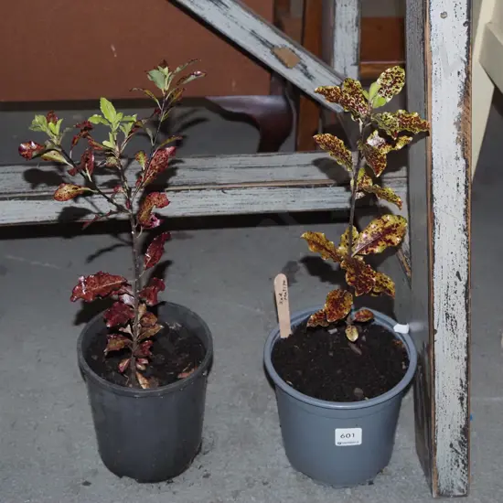 2x potted red matipo