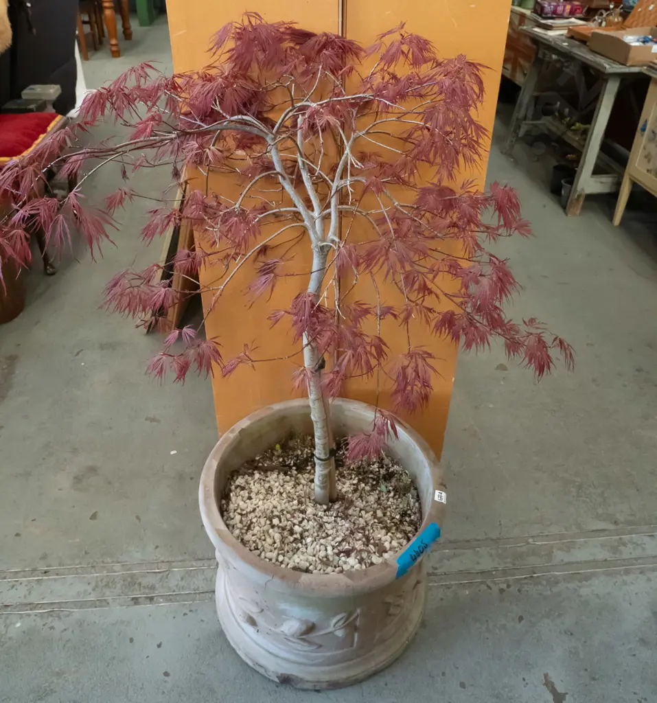 red leaf maple in large concrete planter Plant H1000 Image 1++