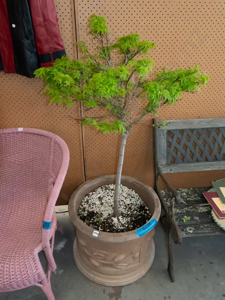 green leaf maple in large concrete planter Plant H1000 Image 1++
