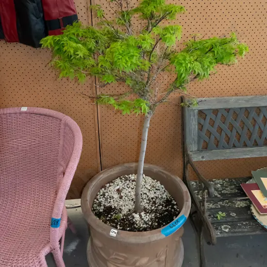 green leaf maple in large concrete planter Plant H1000