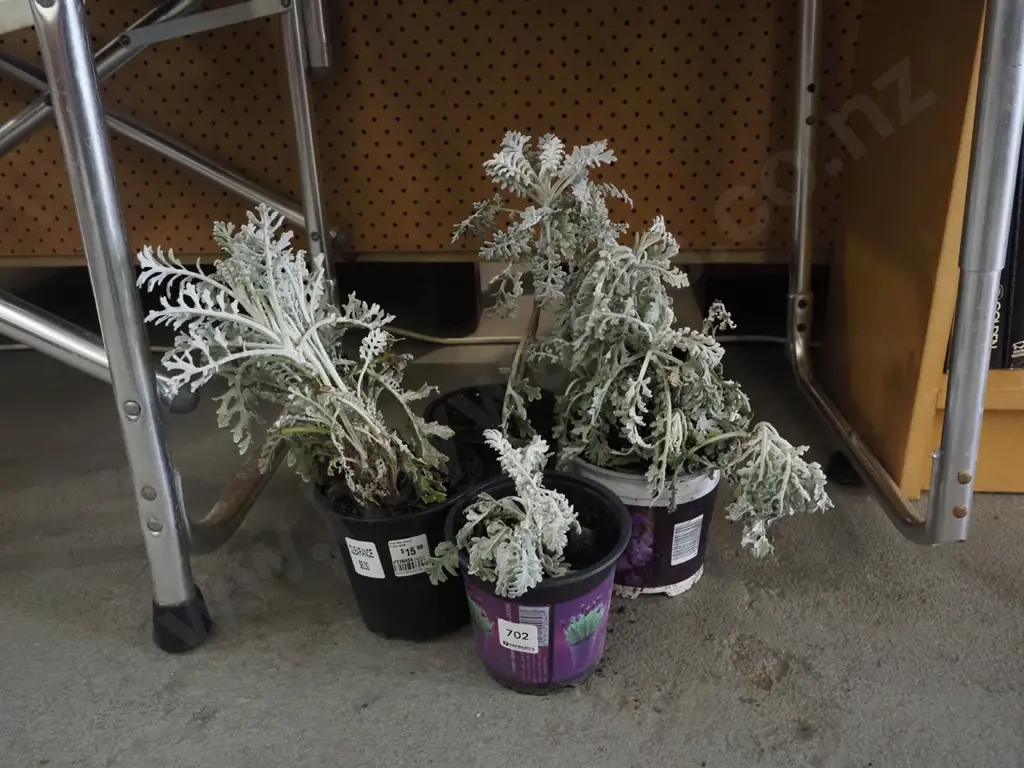 4x potted plants Image 1++