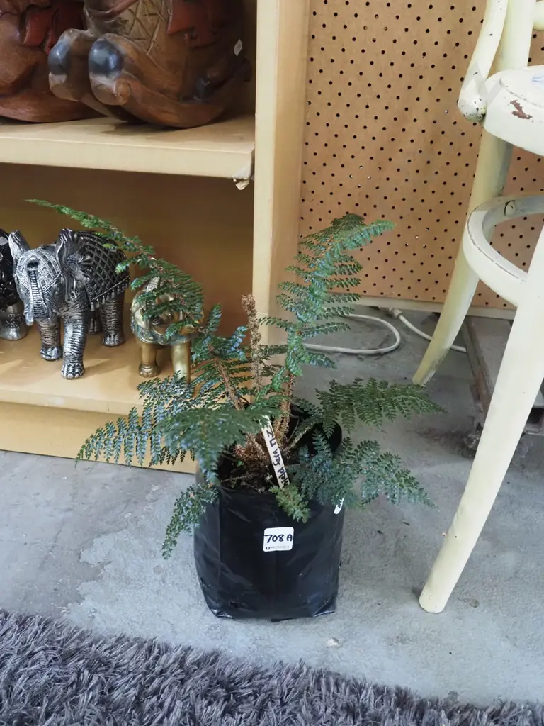 shield fern in bag Image 1++