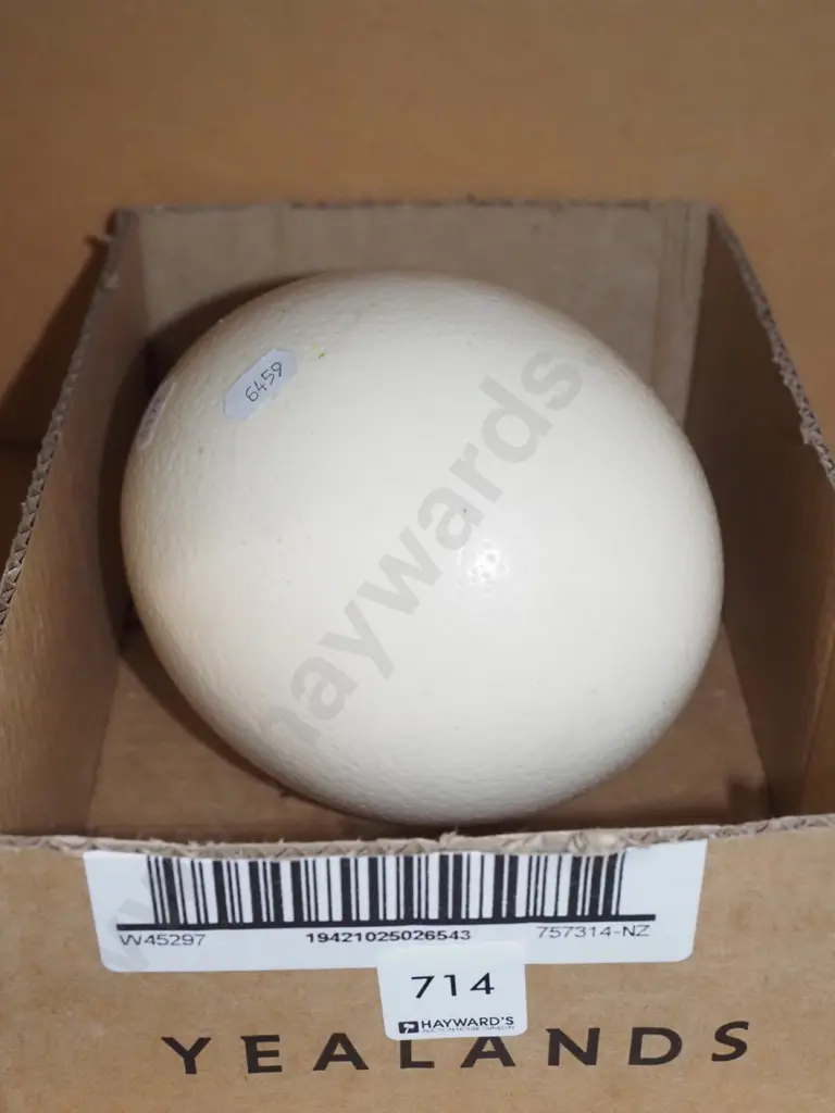 large ostrich egg Image 1++