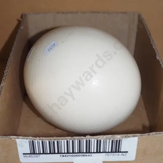 large ostrich egg