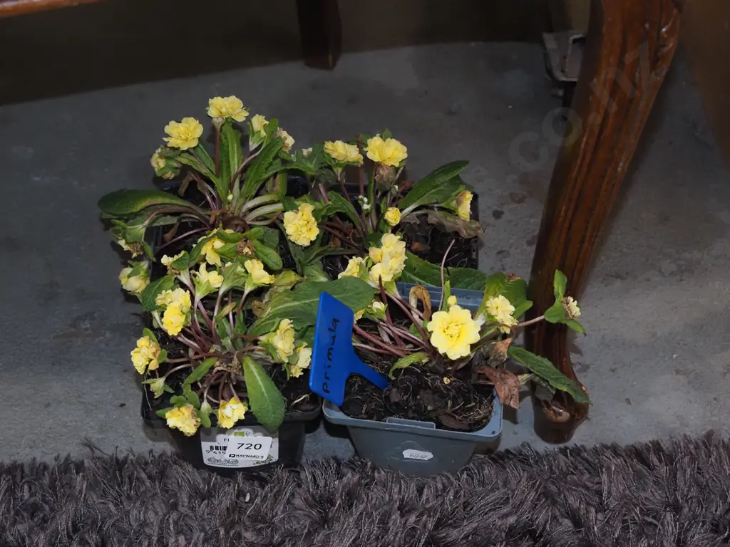 4x potted primulas Image 1++