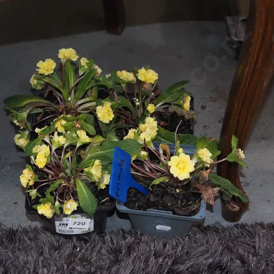 4x potted primulas