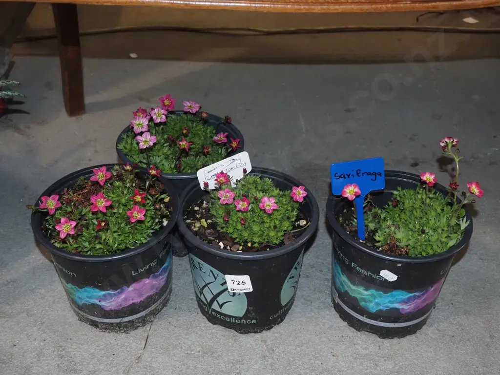 4x potted saxifraga Image 1++
