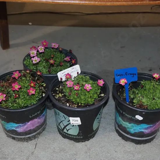 4x potted saxifraga