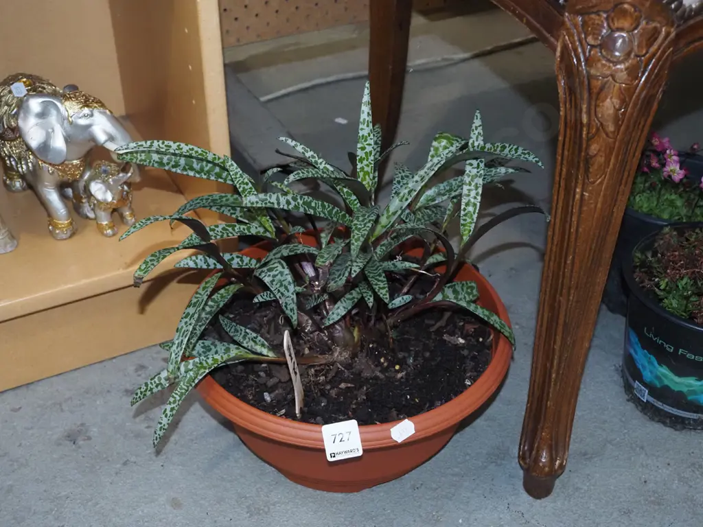 potted variegated indoor palnt Image 1++