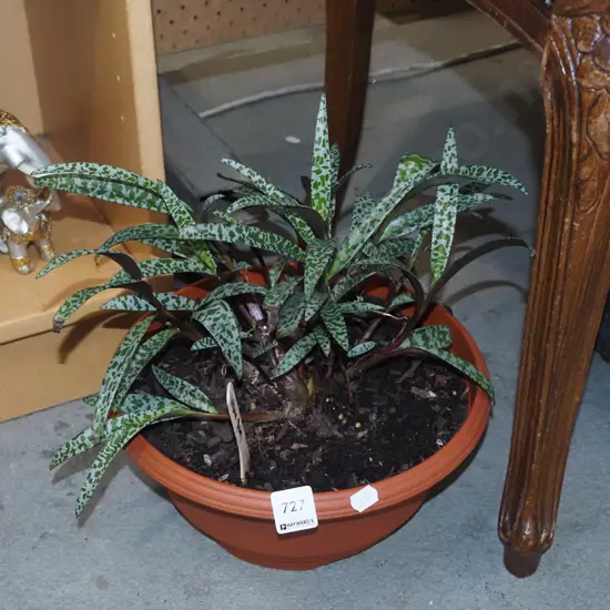 potted variegated indoor palnt