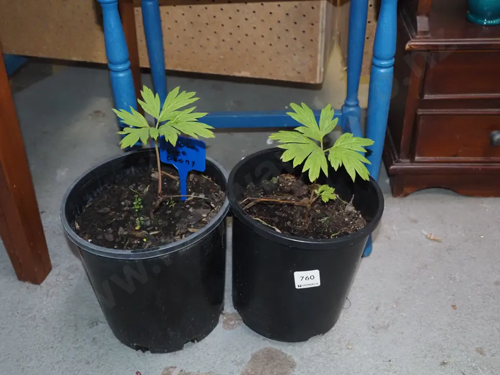 2x potted yellow tree peonies Image 1++
