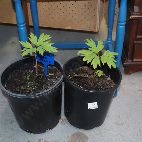 2x potted yellow tree peonies