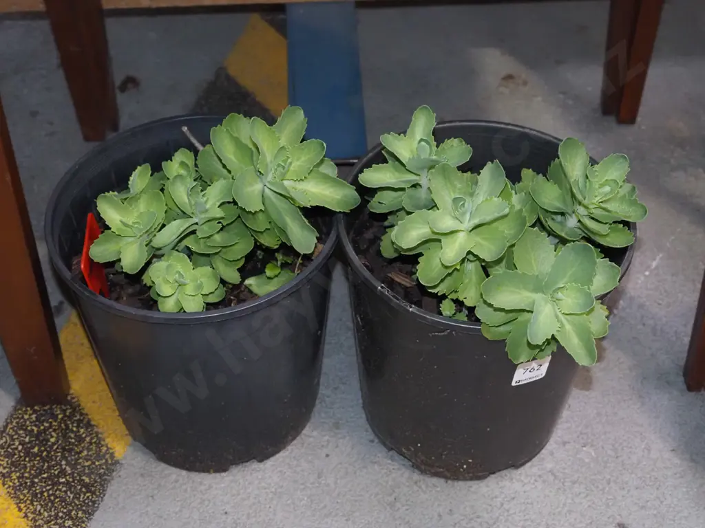 2x potted sedum succulents Image 1++