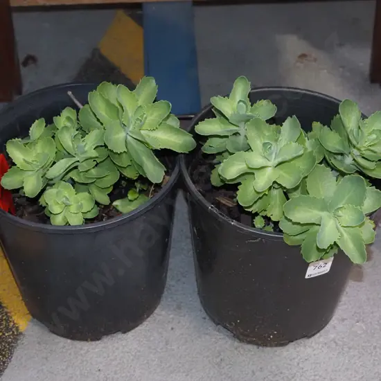 2x potted sedum succulents