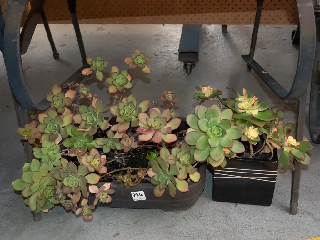 1x plastic potted succulents, 1x glazed planter succulents Image 1++