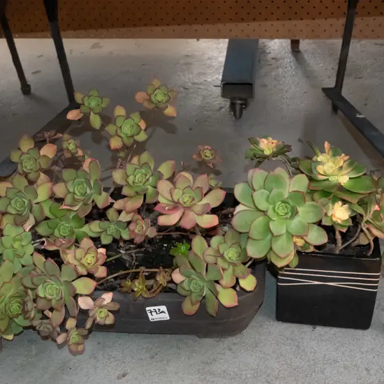 1x plastic potted succulents, 1x glazed planter succulents