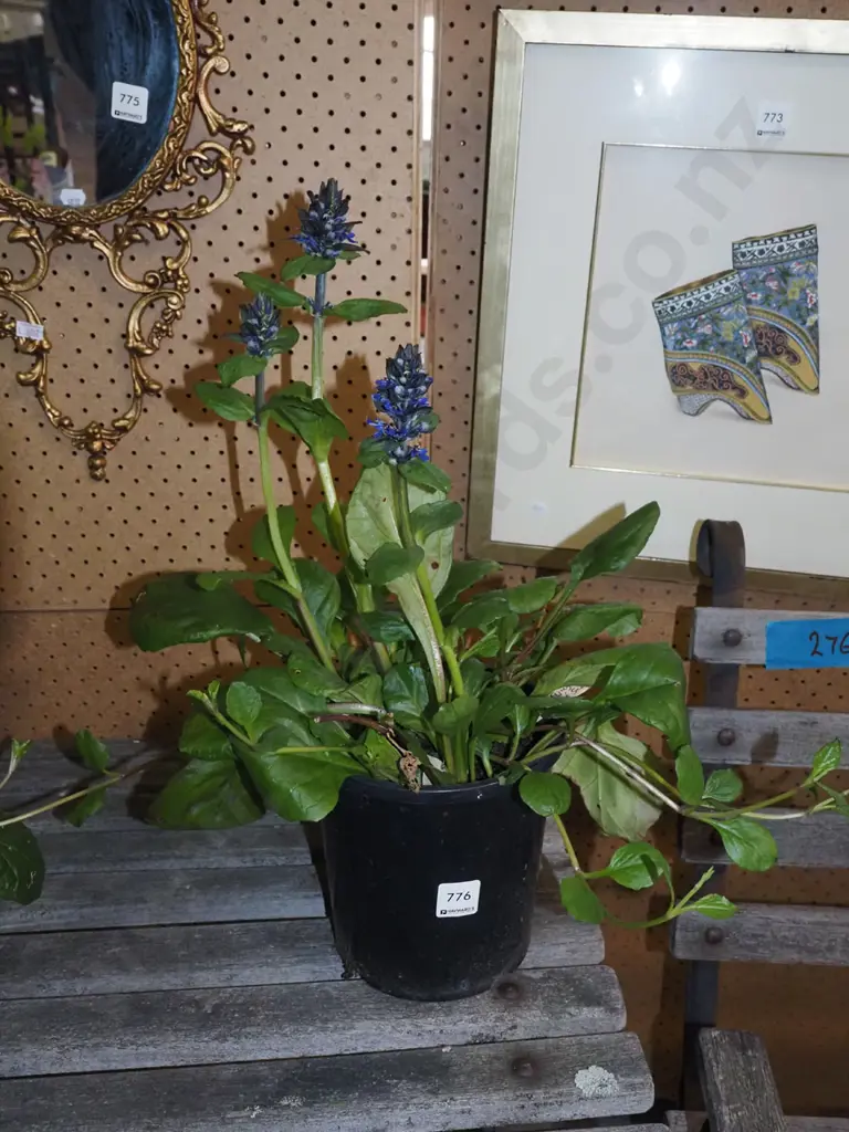 potted ajuga black scallops Image 1++