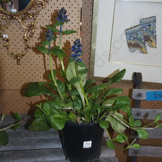 potted ajuga black scallops