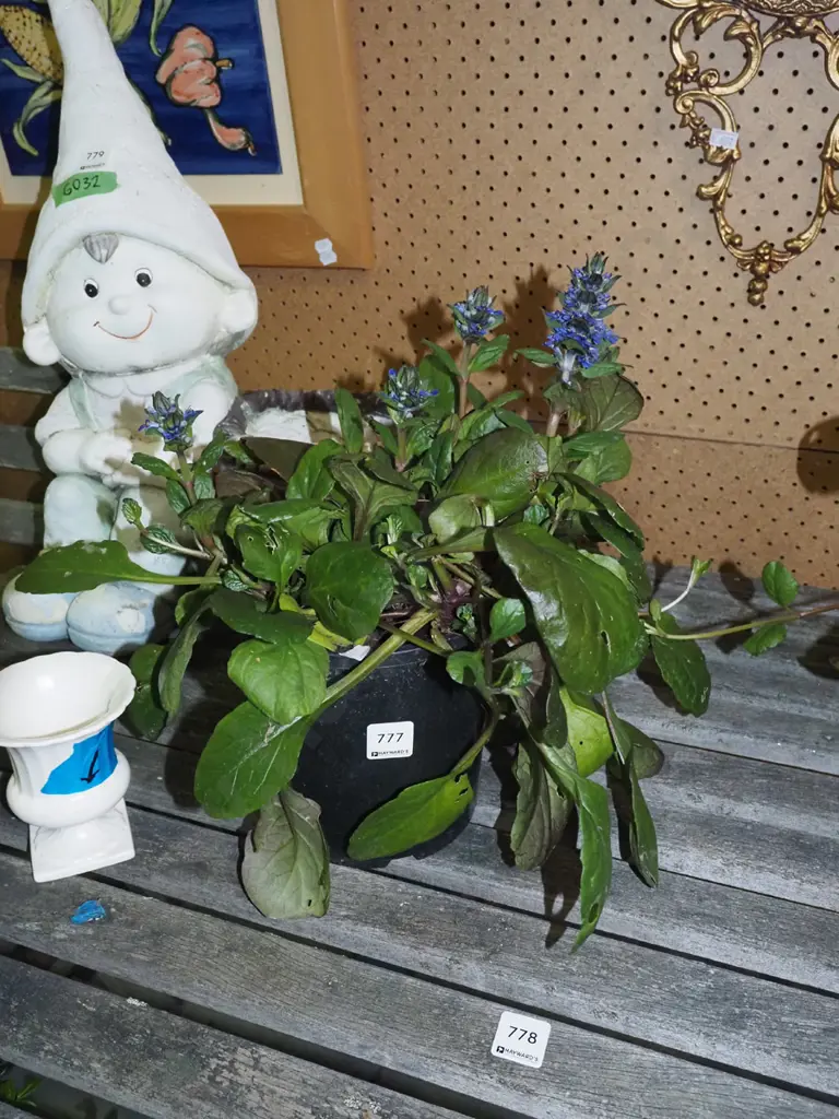 potted ajuga black scallops Image 1++