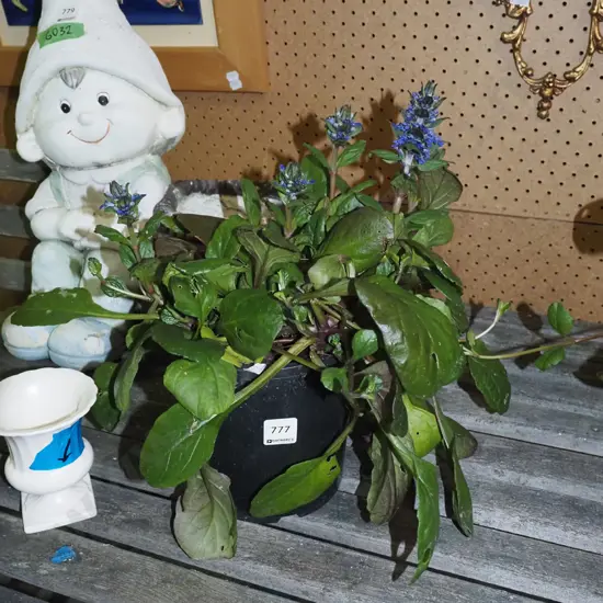 potted ajuga black scallops