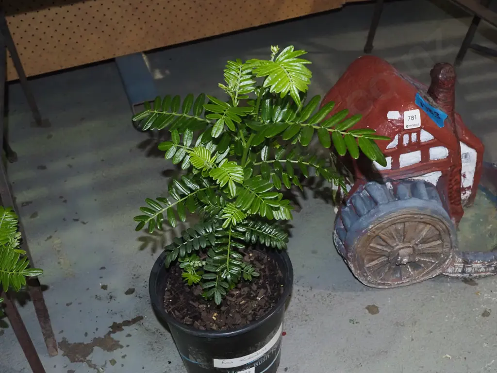 potted red kaka beak Image 1++