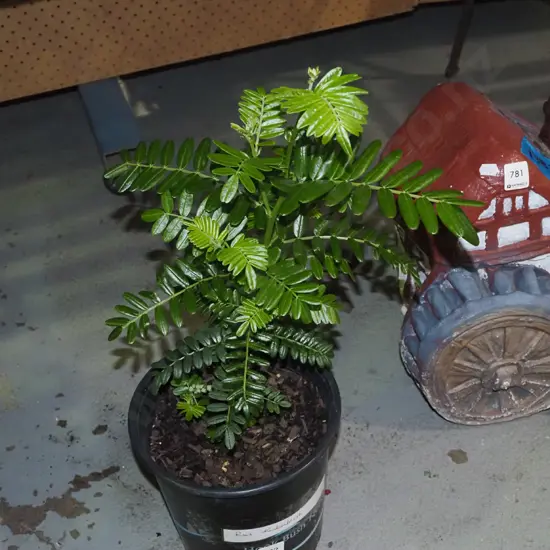 potted red kaka beak