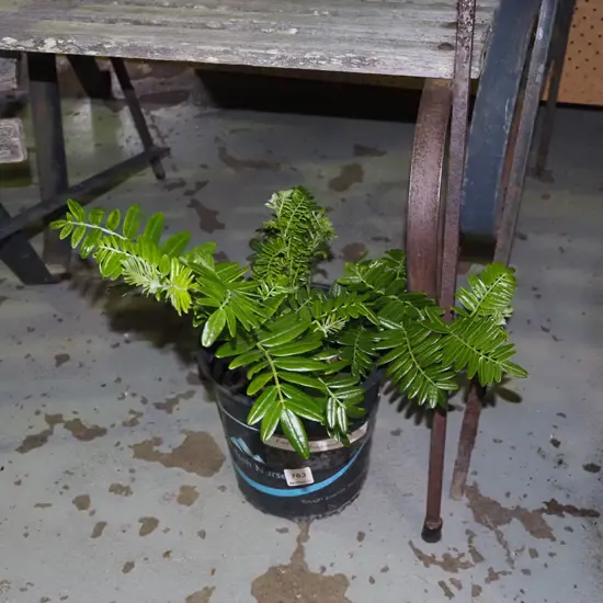 potted red kaka beak