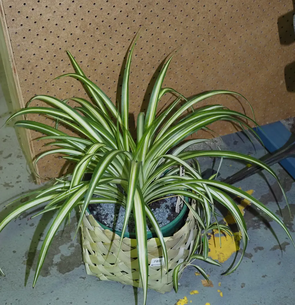potted spider plant in kete  Image 1++