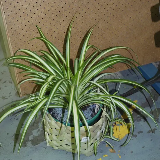 potted spider plant in kete 