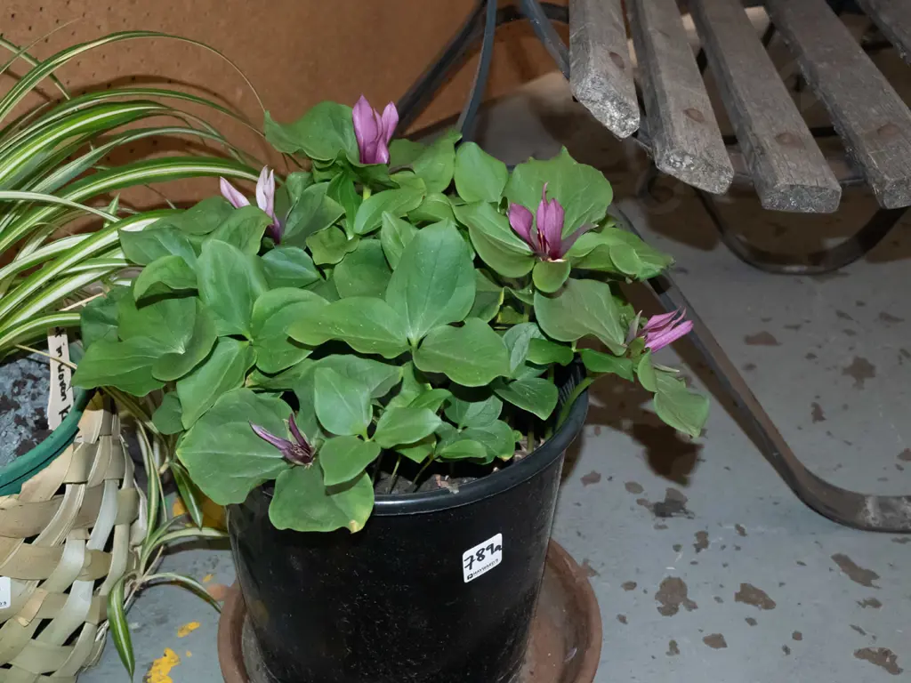 plastic potted trillium Image 1++