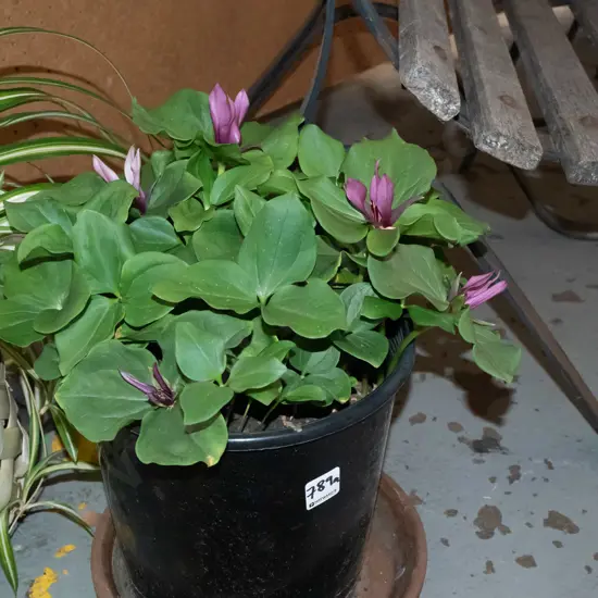 plastic potted trillium