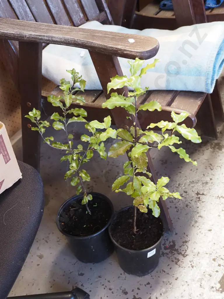 2x potted koro Image 1++