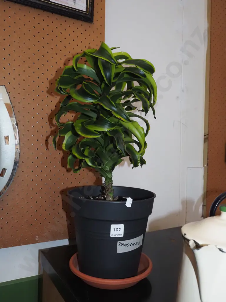 indoor plant - variegated draecena Image 1++