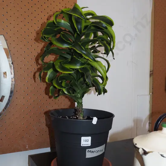 indoor plant - variegated draecena