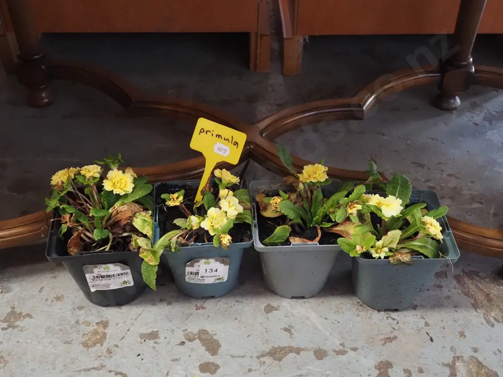 4x potted primula Image 1++