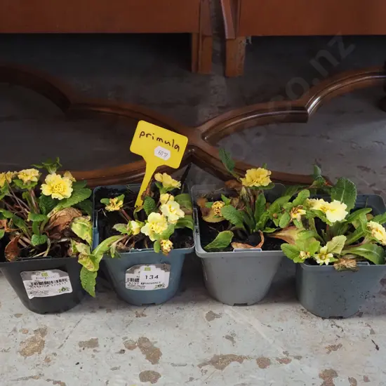 4x potted primula